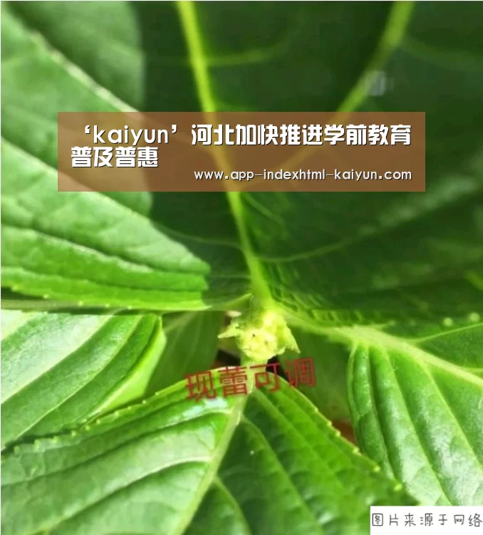 开云
